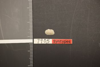 Media type: image;   Malacology 7905 Description: Preserved specimen.;